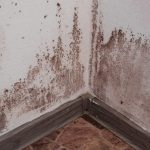 Mould Exposure Wall