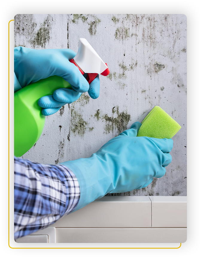 mould remediation services in london