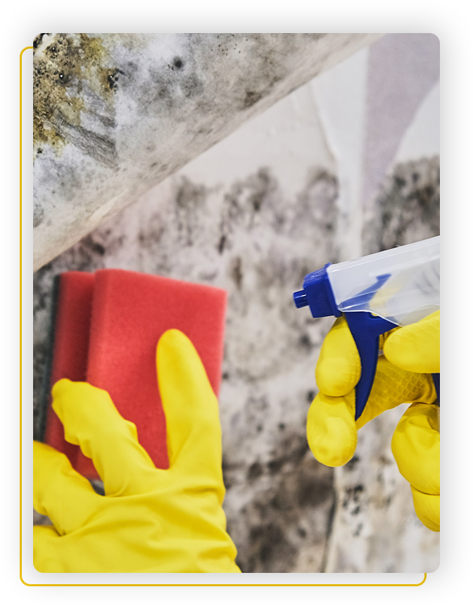mould remediation services in mississauga