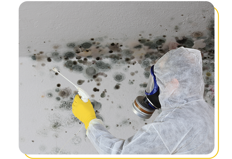 mould removal Mississauga